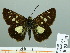  ( - HESP-EB 03 233)  @12 [ ] Copyright (2012) Ersnt Brockmann Research Collection of Ernst Brockmann
