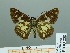  ( - HESP-EB 03 238)  @12 [ ] Copyright (2012) Ersnt Brockmann Research Collection of Ernst Brockmann
