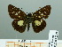  ( - HESP-EB 03 238)  @12 [ ] Copyright (2012) Ersnt Brockmann Research Collection of Ernst Brockmann