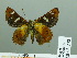  ( - HESP-EB 03 242)  @12 [ ] Copyright (2012) Ersnt Brockmann Research Collection of Ernst Brockmann