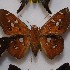  (Dyscophellus damias - NPML_Hsp124)  @11 [ ] Copyright (2025) Nino Page Unspecified