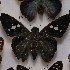  (Narcosius granadensis - NPML_Hsp126)  @11 [ ] Copyright (2025) Nino Page Unspecified