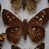  (Dyscophellus sebaldus - NPML_Hsp151)  @11 [ ] Copyright (2025) Nino Page Unspecified