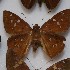  (Dyscophellus basialbus - NPML_Hsp169)  @11 [ ] Copyright (2025) Nino Page Unspecified