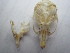  ( - USNM-PL6)  @12 [ ] No Rights Reserved (2011) Hillary Young Smithsonian Institute