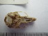  ( - USNM-MUSO1230)  @12 [ ] Unspecified (default): All Rights Reserved  Unspecified Unspecified
