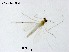  (Rheotanytarsus yueqingensis - HSY90)  @11 [ ] CreativeCommons-Attribution Non-Commercial Share-Alike (2020) Xiaolong Lin Nankai University, College of Life Sciences