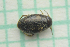  ( - HUZC0035)  @11 [ ] CreativeCommons  Attribution Non-Commercial Share-Alike (2020) Zoltan Csabai University of Pecs, Dept. of Ecology and Hydrobiology