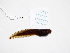  ( - AJC 7229)  @11 [ ] CreativeCommons - Attribution (2019) Andrew J. Crawford Instituto de Investigaciones Biologicas Alexander von Humboldt, Colombia