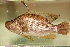  (Serranochromis sp. intermedius - HvdB20)  @11 [ ] No Rights Reserved (2010) Unspecified University of Johannesburg