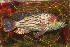  ( - HvdBN51)  @11 [ ] No Rights Reserved (2010) Unspecified University of Johannesburg