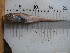  (Coelorinchus polli - HvdB-12-2009-33)  @13 [ ] No Rights Reserved (2010) Unspecified University of Johannesburg