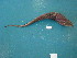  (Coelorinchus karrerae - HvdB-Jan-2011-37)  @11 [ ] No Rights Reserved  Herman van der Bank Unspecified