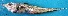  (Coelorinchus acanthiger - HvdB_NAM_084)  @12 [ ] CreativeCommons - Attribution Non-Commercial Share-Alike (2012) Frederick Hermanus Van der Bank University of Johannesburg