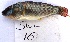  (Allochromis - HvdB-Jan2013-077)  @14 [ ] Unspecified (default): All Rights Reserved  Unspecified Unspecified