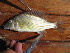  (Thoracochromis buysi - HvdB-12-2009-138)  @13 [ ] No Rights Reserved (2010) Unspecified University of Johannesburg
