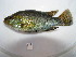  (Tilapia - HvdB-10-2010-51)  @14 [ ] Unspecified (default): All Rights Reserved  Unspecified Unspecified