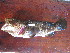  (Epinephelus posteli - HvdB-02-2011-MZ_096)  @13 [ ] Unspecified (default): All Rights Reserved  Unspecified Unspecified
