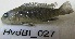  (Pseudotropheus elongatus orn - HvdBI__027)  @11 [ ] CreativeCommons - Attribution Non-Commercial Share-Alike (2012) Frederick Hermanus Van der Bank University of Johannesburg