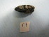  (Mytiliseptinae - HvdB-10-2010-287)  @11 [ ] Unspecified (default): All Rights Reserved  Unspecified Unspecified