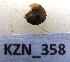  (Trachycystis loveni - HvdBM_KZN_358)  @13 [ ] CreativeCommons - Attribution (2012) H van der Bank Unspecified