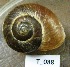  (Trigonephrus ambiguosus - HVDBM_T_088)  @12 [ ] CreativeCommons - Attribution Non-Commercial Share-Alike (2012) Frederick Hermanus Van der Bank University of Johannesburg
