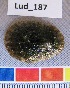  (Cymbula miniata - HvdB-Lud-187)  @13 [ ] Unspecified (default): All Rights Reserved  Unspecified Unspecified