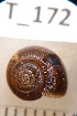  (Trachycystis bisculpta - HVDBM_T_172)  @12 [ ] CreativeCommons - Attribution (2012) H van der Bank Unspecified