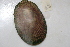  (Cymbula compressa - HvdB-10-2010-237)  @13 [ ] Unspecified (default): All Rights Reserved  Unspecified Unspecified