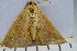  ( - SV-P-122)  @11 [ ] CreativeCommons - Attribution Non-Commercial Share-Alike (2018) Jen and Hilary Bayer Silicon Valley Barcode of Life