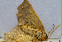  ( - SV-P-122)  @11 [ ] CreativeCommons - Attribution Non-Commercial Share-Alike (2018) Jen and Hilary Bayer Silicon Valley Barcode of Life