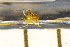  ( - SV-P-134)  @11 [ ] CreativeCommons - Attribution Non-Commercial Share-Alike (2018) Jen and Hilary Bayer Silicon Valley Barcode of Life