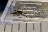  ( - SV-P-168)  @11 [ ] CreativeCommons - Attribution Non-Commercial Share-Alike (2018) Jen and Hilary Bayer Silicon Valley Barcode of Life