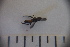  ( - SV-P-253)  @12 [ ] CreativeCommons - Attribution Non-Commercial Share-Alike (2018) Jen and Hilary Bayer Silicon Valley Barcode of Life