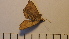  ( - SV-P-46)  @11 [ ] CreativeCommons - Attribution Non-Commercial Share-Alike (2018) Jen and Hilary Bayer Silicon Valley Barcode of Life