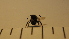  ( - SV-P-185)  @12 [ ] CreativeCommons - Attribution Non-Commercial Share-Alike (2018) Jen and Hilary Bayer Silicon Valley Barcode of Life