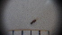  ( - SV-P-101)  @12 [ ] CreativeCommons - Attribution Non-Commercial Share-Alike (2018) Jen and Hilary Bayer Silicon Valley Barcode of Life