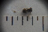  ( - SV-P-310)  @11 [ ] CreativeCommons - Attribution Non-Commercial Share-Alike (2018) Jen and Hilary Bayer Silicon Valley Barcode of Life