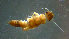  ( - 2021-HWDR-0154)  @11 [ ] CreativeCommons - Attribution Share-Alike (2023) Unspecified Drexel University, Academy of Natural Sciences