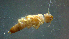  ( - 2021-HWDR-0154)  @11 [ ] CreativeCommons - Attribution Share-Alike (2023) Unspecified Drexel University, Academy of Natural Sciences