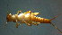  ( - 2021-HWDR-0260)  @11 [ ] CreativeCommons - Attribution Share-Alike (2023) Unspecified Drexel University, Academy of Natural Sciences