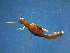  ( - 2021-HWDR-0674)  @11 [ ] CreativeCommons - Attribution Share-Alike (2023) Unspecified Drexel University, Academy of Natural Sciences