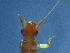  (Leuctra sp. ROM 2010624 PSV021 - 2021-HWDR-0674)  @11 [ ] CreativeCommons - Attribution Share-Alike (2023) Unspecified Drexel University, Academy of Natural Sciences