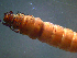  ( - 2021-HWDR-0693)  @11 [ ] CreativeCommons - Attribution Share-Alike (2023) Unspecified Drexel University, Academy of Natural Sciences