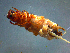  ( - 2021-HWDR-0747)  @11 [ ] CreativeCommons - Attribution Share-Alike (2023) Unspecified Drexel University, Academy of Natural Sciences