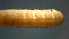  ( - 2021-HWDR-0780)  @11 [ ] CreativeCommons - Attribution Share-Alike (2023) Unspecified Drexel University, Academy of Natural Sciences