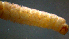  ( - 2021-HWDR-0780)  @11 [ ] CreativeCommons - Attribution Share-Alike (2023) Unspecified Drexel University, Academy of Natural Sciences