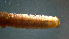  (Pycnopsyche luculenta group - 2021-HWDR-0795)  @11 [ ] CreativeCommons - Attribution Share-Alike (2023) Unspecified Drexel University, Academy of Natural Sciences
