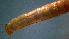  ( - 2021-HWDR-0817)  @11 [ ] CreativeCommons - Attribution Share-Alike (2023) Unspecified Drexel University, Academy of Natural Sciences