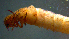  ( - 2021-HWDR-0780)  @11 [ ] CreativeCommons - Attribution Share-Alike (2023) Unspecified Drexel University, Academy of Natural Sciences